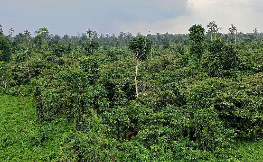 Kuala Langat North Forest Reserve